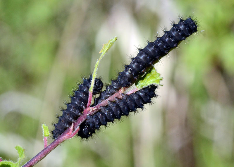 Bruchi da identificare.- Saturnia (Eudia) pavoniella